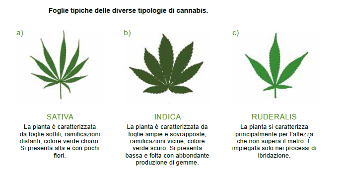 Semi di marijuana: varietà legali e non